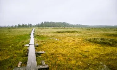 Våtmark