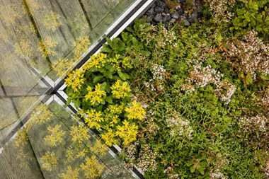 Urbangreen bygger gröna tak åt Vasakronan