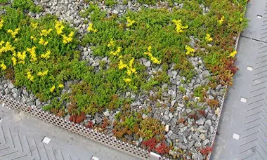 Urbangreen får miljonuppdrag - bygger gröna tak på campus Albano