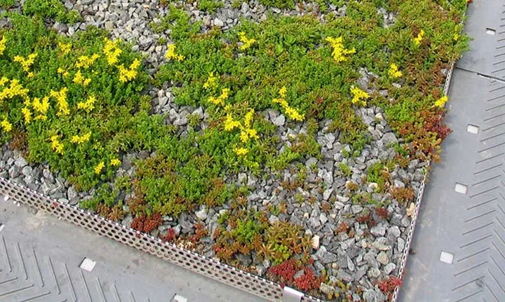 Urbangreen får miljonuppdrag - bygger gröna tak på campus Albano