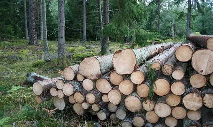 OrganoWood satsar på plockhuggen träråvara