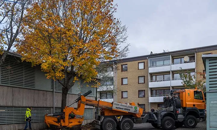 Stockholmshem återvinner träd i Rinkeby