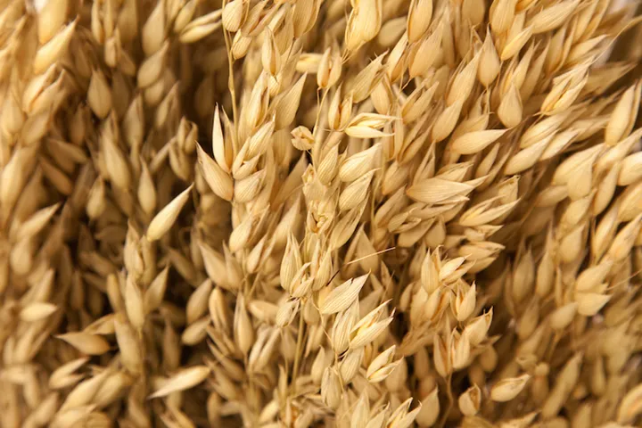 Oat.