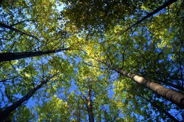 Tall trees in forest with sunshine