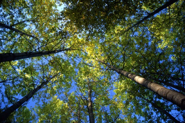 Tall trees in forest with sunshine