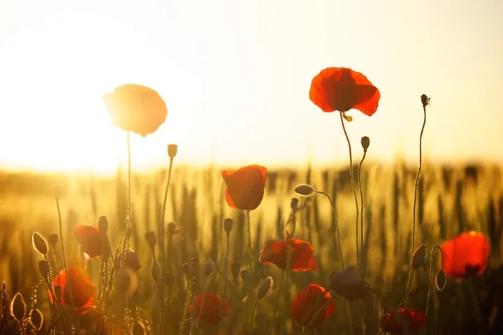 poppies-174276_1280 (1)