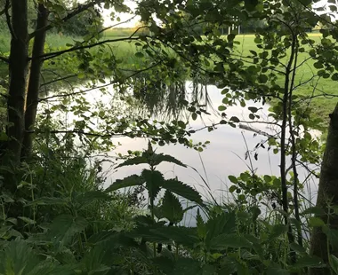 dagvattendamm_ribban_skuren