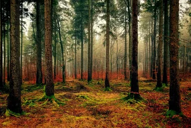 wood-3095720_640