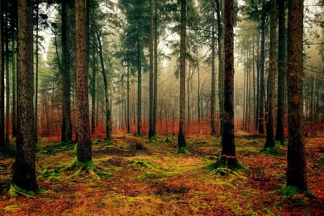 wood-3095720_640