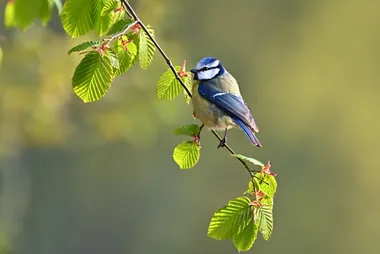 blue-tit-7965696_640