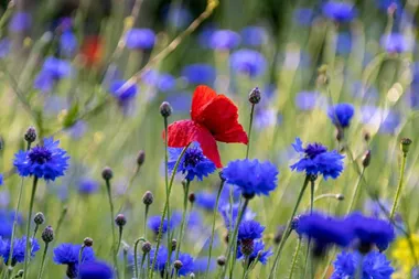 poppy-5270458_1280