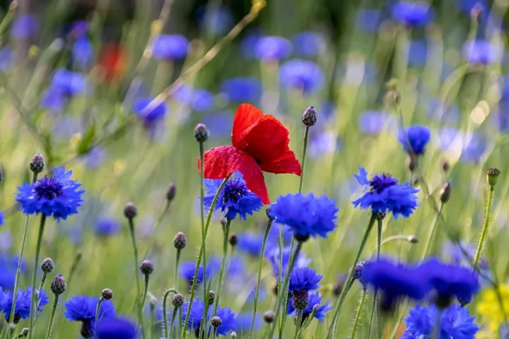 poppy-5270458_1280