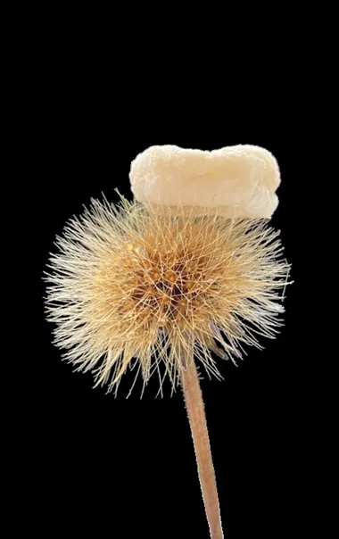 Nanoplume on a Dandelion