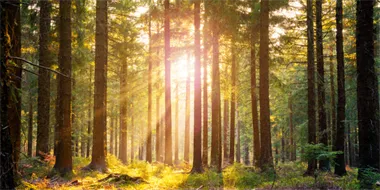 forest1