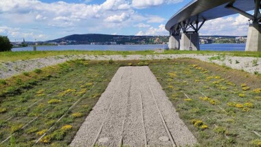 E4:ans vägdagvatten renas från mikroplast med växter