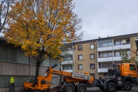 Stockholmshem återvinner träd i Rinkeby