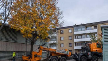 Stockholmshem återvinner träd i Rinkeby