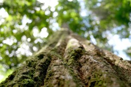 Ny metod mäter skogsbrukets påverkan på biologisk mångfald