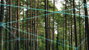 Skogsbranschen tar stora steg mot hållbar utveckling genom digitalisering