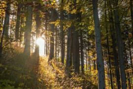 Plockhugget utvalda som en av Europas mest lovande cirkulära lösningar inom skogsbruk och träbyggande.