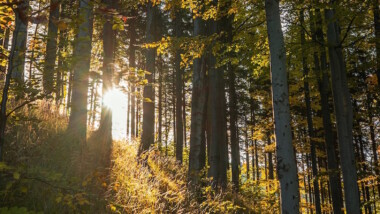 Plockhugget utvalda som en av Europas mest lovande cirkulära lösningar inom skogsbruk och träbyggande.