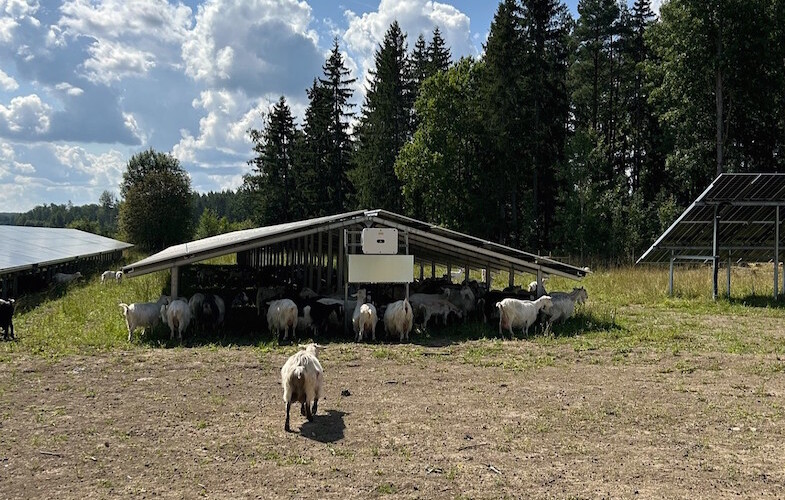 Trippel nytta i Sveriges första kombinerade sol- och getpark