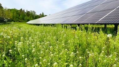 HSB Solpark i Strängnäs blir arena för unikt forskningsprojekt om biologisk mångfald och förnybar energi