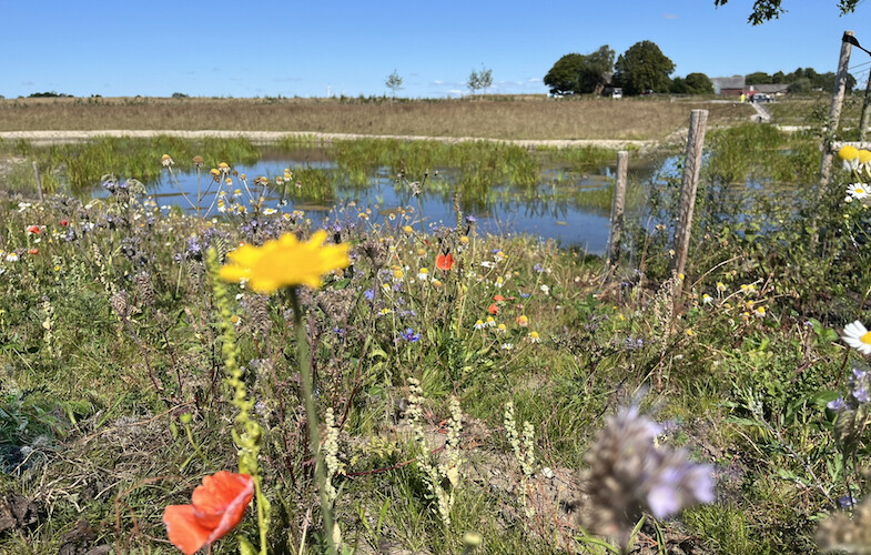 Dagvattnets dag – dags att prioritera dagvattnets kvalitet