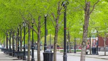 Grönområden i världens städer fortsätter minska – Norden går mot strömmen enligt nya satellitdata