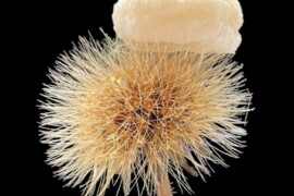 Nästa generations ultratunna isolering med lågt klimatavtryck och biologiskt nedbrytbart