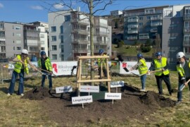 Påbörjar sista etappen i Stensjöparken – ek planterad som symbol för framtiden